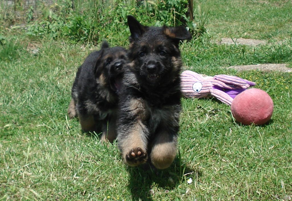 CHIOTS DE 6 SEMAINES