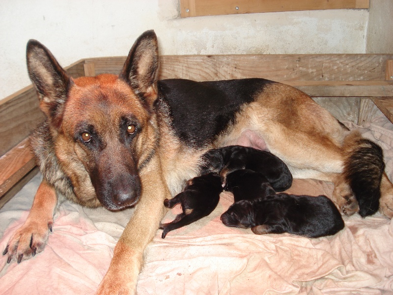 chiots de EDY