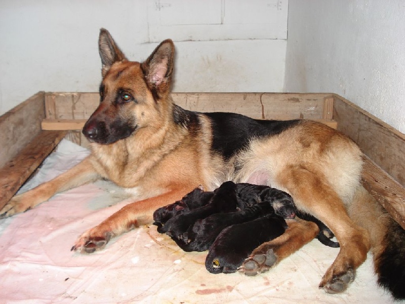 chiots de Hemma Byron nés le 30 Mars 3014