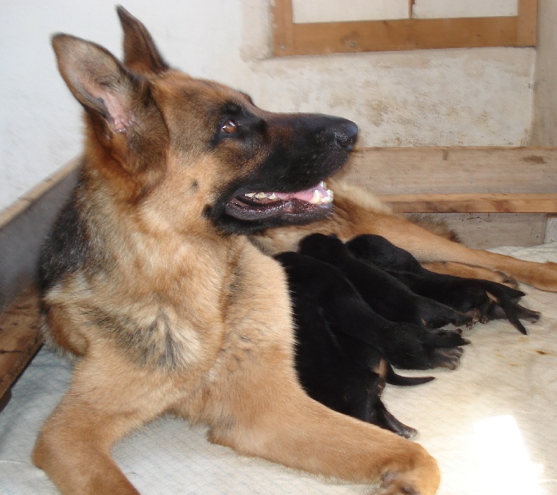 Chiots de FARAH et EDY