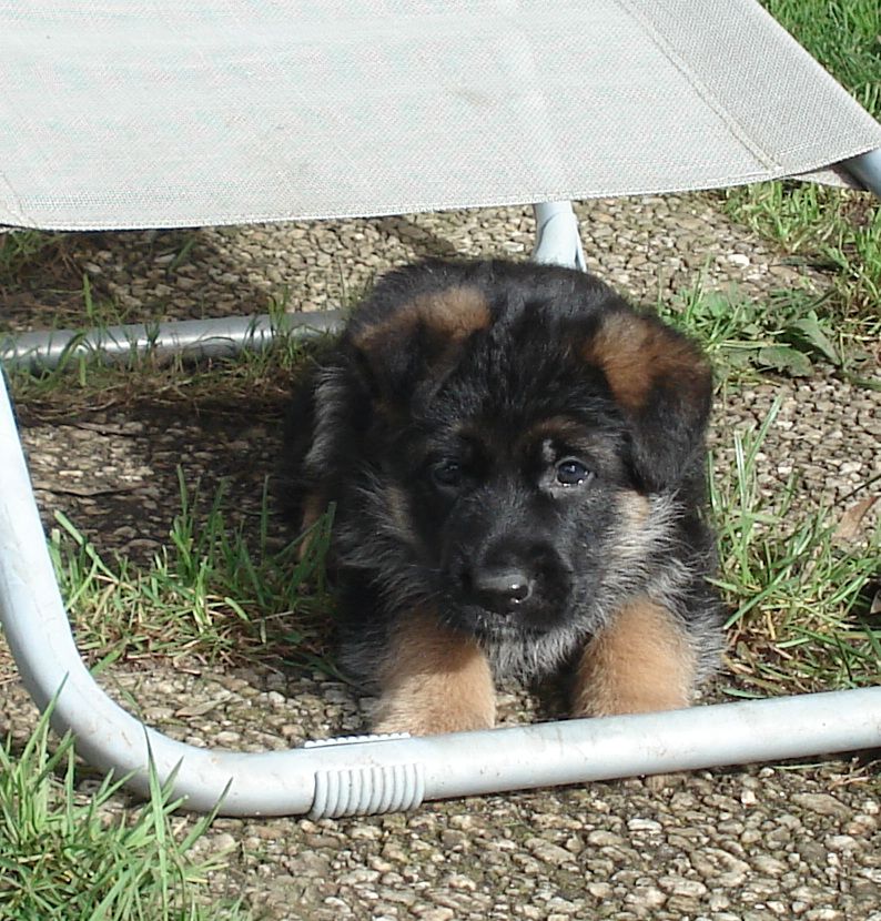du grand ouest - Berger Allemand - Portée née le 10/01/2022