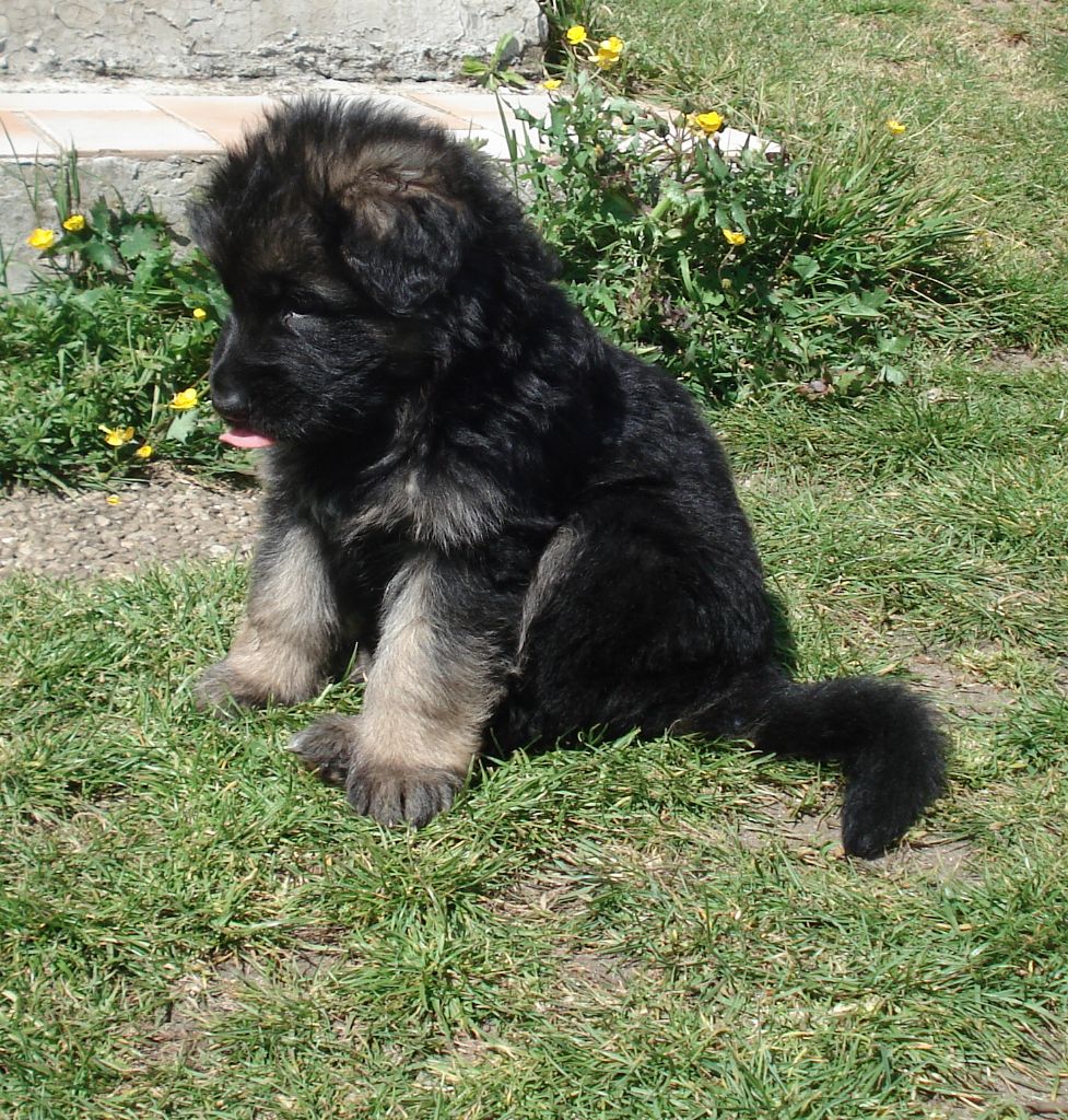 du grand ouest - Berger Allemand - Portée née le 26/03/2017